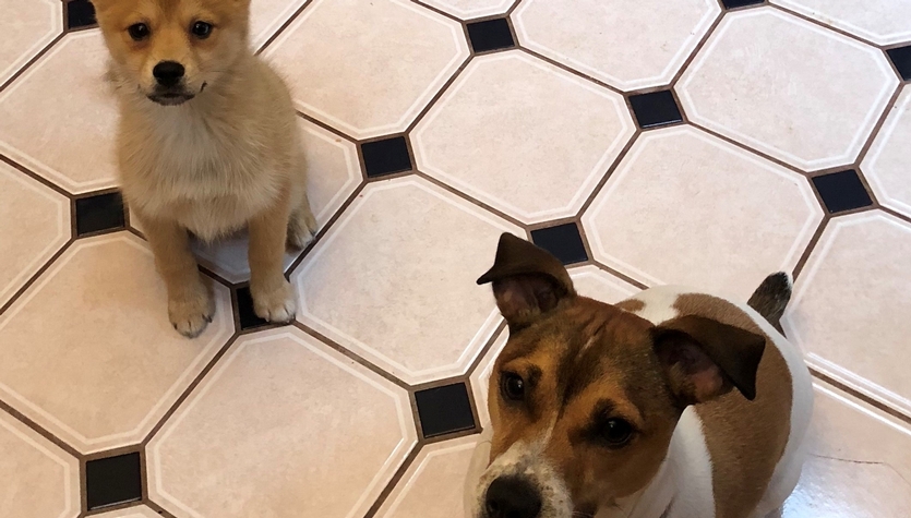 Dog Family.jpg