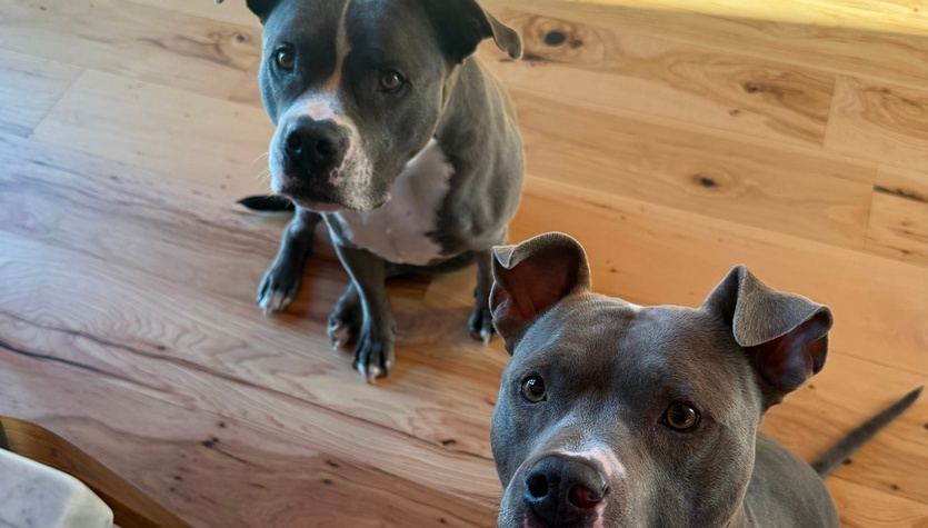 Dogs 2026.jpg