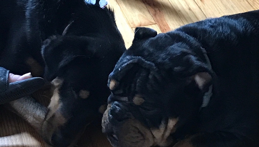 Dogs.JPG