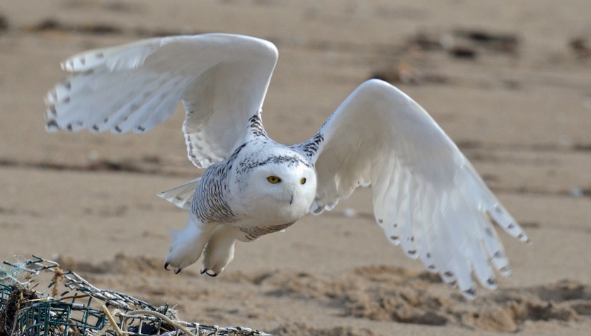 DSC_4313 - 1.jpg