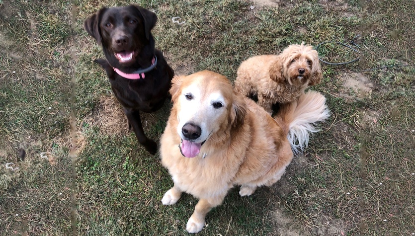Dogs 1.jpg