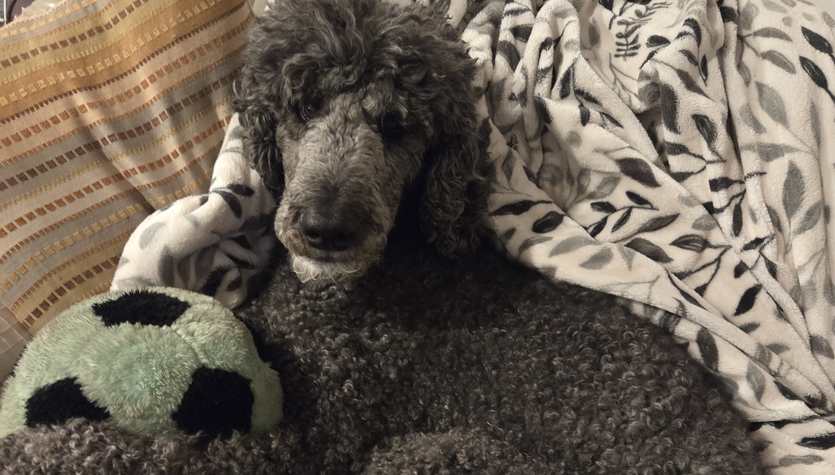 My Dog (Murphy)2.png