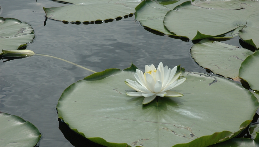 Purchased_dreamstime_130443_Lotus on Lily Pad.jpg