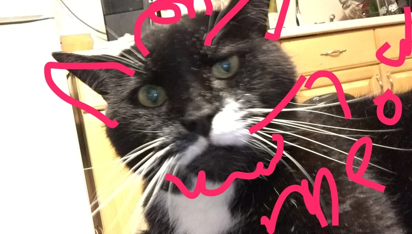 I don't like cats but this is my cat.jpg
