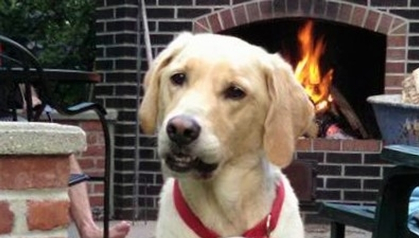 my dog, ruger.jpg